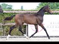 Show jumping horse Wangari Lilly O'  nr 27 BWP Online Foal auction