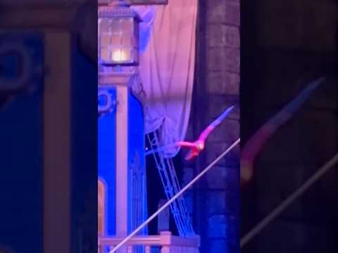 Beautiful Parrot Flying #countrydiggers #piratevoyage #panamacitybeachflorida