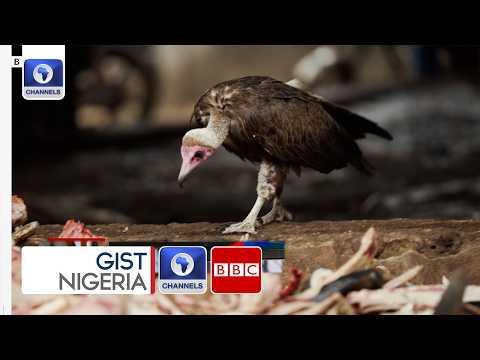 King of Vultures: The Man Racing to Save Nigeria’s Birds from Extinction