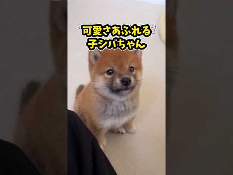 仕事で疲れたお前らに贈る笑いと癒しの柴犬5選ww　#柴犬 #柴犬のいる生活 #柴犬のいる暮らし #笑える #癒し #元気になる動画 サムネイル