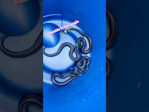 Baby Snake Fight 🐍 What the heck 🤔 #youtube #wildlife #fypシ #baby