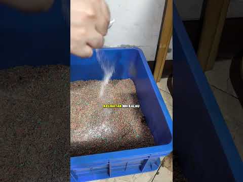 review litter bloom olive care anti bau litterbox kucing