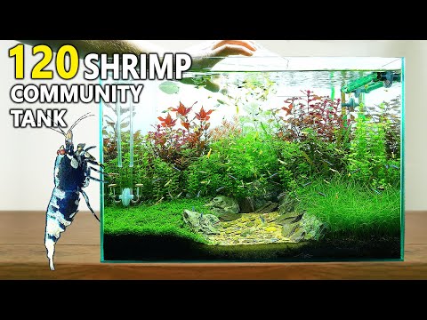 Building an EPIC Planted Shrimp Tank_ Step By Step Today I'm setting up my new planted community tank for 120 Caridina shrimp and 14 Tetra fish. I'll s