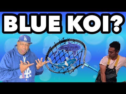 SUPER RARE BLUE KOI IN MY POND! KOI ENTERPRISE
KOI 
AUCTION SITE
https_//www.quinterokoi.com/koi-auctions/goshiki_142
FACEBOOK
https