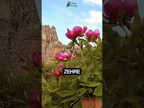 BU LALEYİ KOPARMANIN CEZASI 557.200 TL DAHA KÖTÜSÜ DE VAR #doğa #çiçek #bilgi