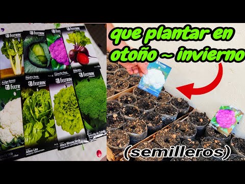 que plantar en la huerta en otoño invierno de semilla