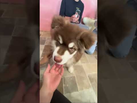 #大型犬 #カフェ #大型犬カフェ#どの子も可愛い#いやされたい #癒された