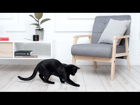 Petcube Play allows you to interact with your pets remotely from a smartphone