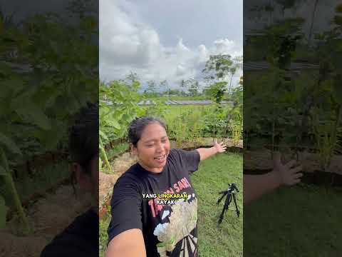 Kuciptakan surga dunia kebun bunga matahari #kebun #berkebun #garden #homegarden