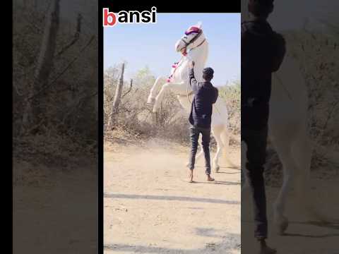 Bansi🦅 moral ashv farm #horse #trending #song#kathiyawadi #shorts #youtubeshorts #moral #farm