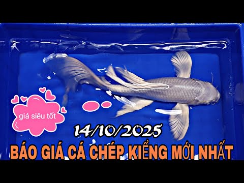 BÁO GIÁ CÁC DÒNG CÁ CHÉP KIỂNG MỚI NHẤT 14/10/2025...