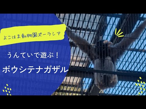 ズーラシアで見られるボウシテナガザルのうんてい遊びの紹介 サムネイル