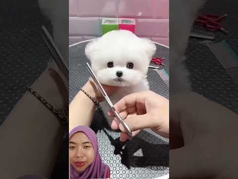 ANJING LUCU ‼️ #cute #shortvideo #funny #maianananak #comedy #fypシ #viralvideo #trending