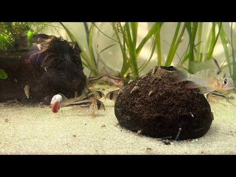 Relaxing aquarium video Corydora cat fish and Boli Listen to this for relaxation and also watch some fish for a while enjoy 😉