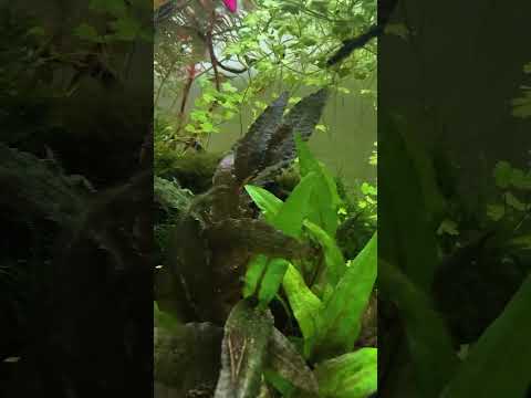 Last video of the @WaterboxAquariums  Clear 3620!  