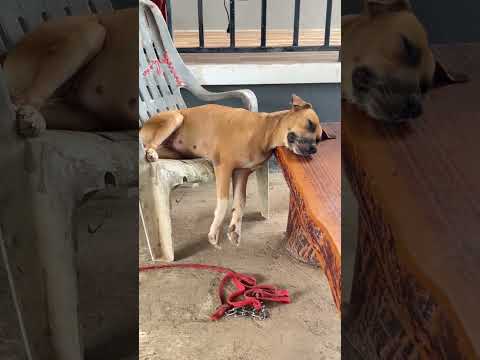 #dog #dogs #viral #foryou #shorts