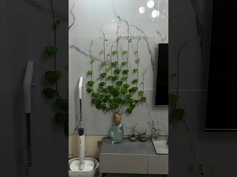Como faço para cultivar a batata doce na jarra com água #planta #plantas #jardim #jardinagem