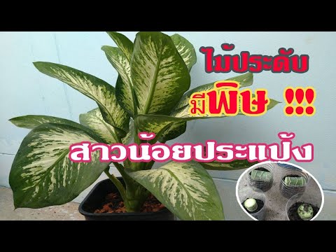 ตัดสาวน้อยประแป้งไม้ประดับมีพิ ตัดสาวน้อยประแป้งไม้ประดับมีพิ