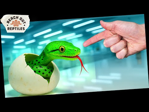 GREEN Snake Eggs Hatching?!! LIVE #CL25005 Superdw Connect with Reach Out Reptiles on Social Media_
Patreon - https_//www.patreon.com/ReachOutReptiles
