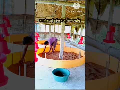 🛖কাঠের ভূষি দিয়ে ব্রুডিং করছি🌿#shorts#shortvideo #shortsfeed #farming #poultry #pets#birds#chicken