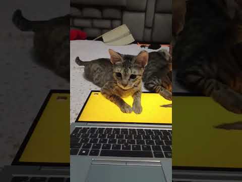 #catshorts #catlovers #catvideos #cat #cats #catmemes #catlife #catfunnyvideo #catfunny