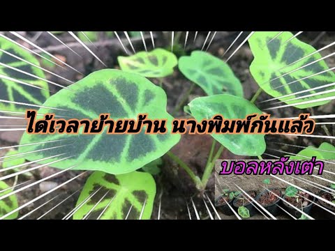 ถึงเวลาต้องเปลี่ยนบ้านให้นางพิ ถึงเวลาต้องเปลี่ยนบ้านให้นางพิ