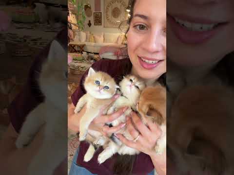 Jelly’s Litter Update #adorable #catbreed #cattype #sacramento #kitten