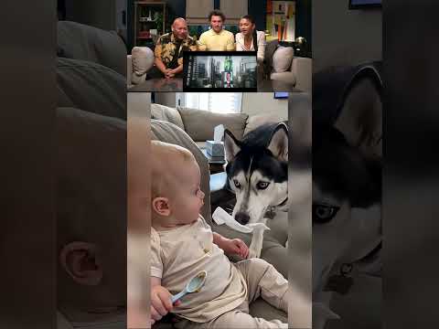 Spider-Man Cast Reacts to Spoon-<strong>Fed</strong> Sheldon 🍼 Funny Dogs and Baby