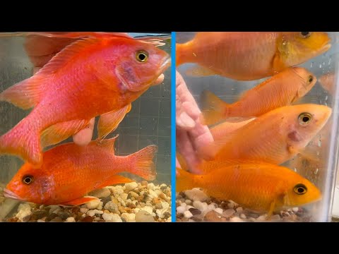 Red Dragon Blood Peacock Cichlid • BREEDER SELEC Charles discusses selection of breeders of our Red Dragon Blood Peacock Cichlid, an aquarium strain 