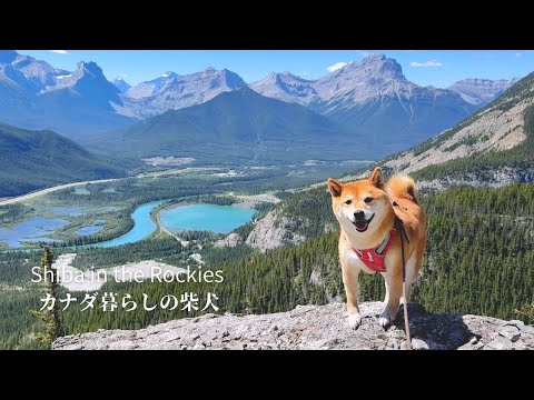岩壁を登り切り内股でドヤ顔を見せるカナダの登山犬がこちらです [4K]