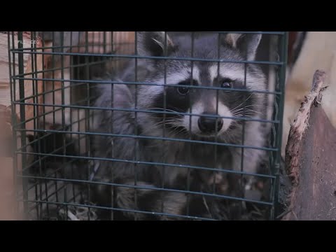 Rabid raccoon discovered in Camden County, NJ