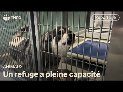 Faute de place, la Winnipeg Humane Society arrête d’accueillir des animaux