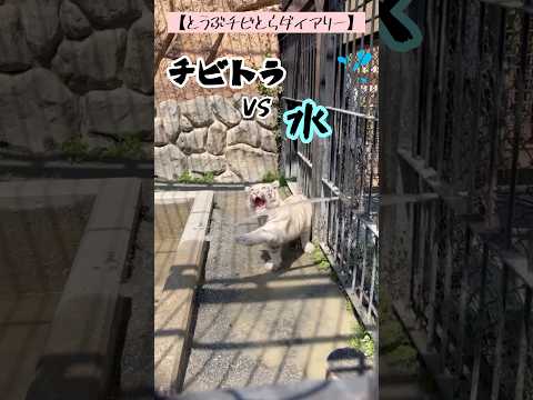 犬の動画サムネイル - 【とうぶチビとらダイアリー】チビとらvs水！！#東武動物公園 #癒し #赤ちゃん #動物 #動物園 #かわいい #zoo #animals #ホワイトタイガー #とうぶチビとらダイアリー