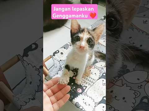 This Cat Won’t Let Go of His Owner’s Hand 😿❤️ #cat #kucinglucu #funnycats