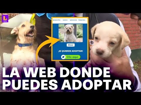 La página web para adoptar mascotas abandonadas: Conoce el albergue de Surco
