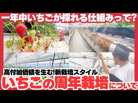 いちごの周年栽培について【高付加価値な新栽培スタイル】
