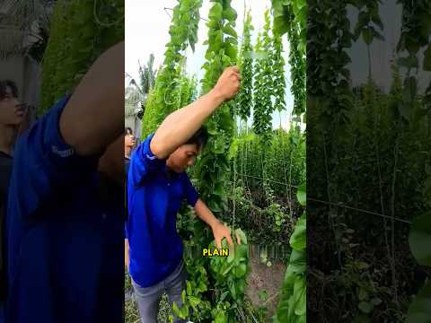 The Magic Vietnamese Leaf That Makes ITS OWN Jelly! 🤯