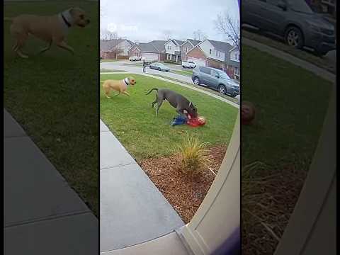 Bad parenting or great dog? 🤯 #doorbell #crazy #dog #viral #subscribe