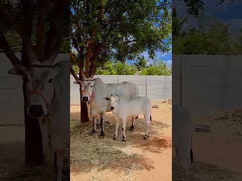 #pets#shorts#pollachi#cattle#cattlefarm#yt#goviral#trendingshorts#subscribe