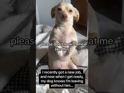 Funny and cute dogs compilation#funnydogs#cute#doglover#doglife#cure#dogshorts#pet#doglife#dogshorts