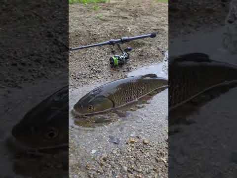 jsvdyvtivc जैकेट ओसीबीजीके m सीजी