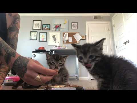 How to Transition a Kitten from Hand to Dish