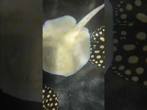 Meet Our Freshwater Stingrays! Have you subscribed? Linktree_ https_//linktr.ee/brianbarczyk

Become A YouTube Member & Get Your Cu