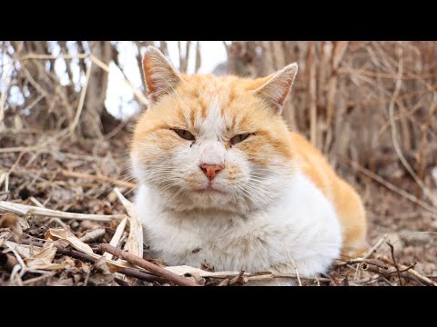敬老の日2025 うずまき猫動画配信と癒しの紹介 サムネイル