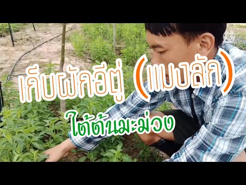 เก็บผักอีตู่-แมงลัก-ปลูกใว้ใต้ เก็บผักอีตู่-แมงลัก-ปลูกใว้ใต้