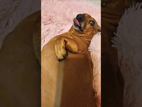 Walter the Weiner | Easter 2025 | 420    #dog #sho 