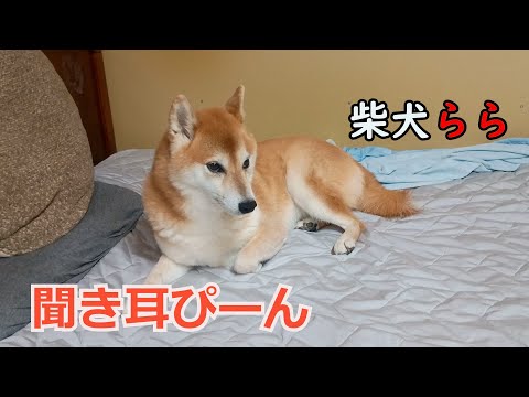 聞き耳ぴーん