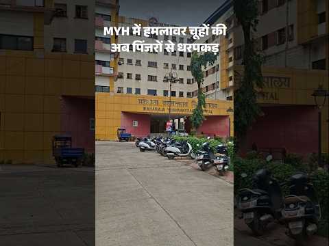 Indore MY Hospital Horror: Newborns Die After Rat Attack in NICU | Madhya Pradesh