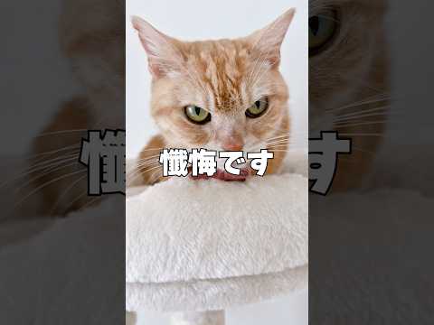 猫の動画サムネイル - ごめんなさい😭😭😭 #猫