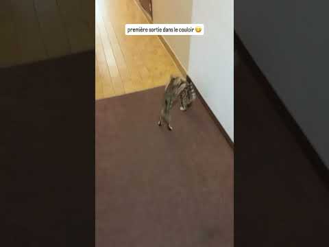 Vous aimez les chatons ?